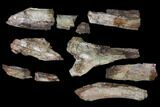 Unprepared Fossil Triceratops Rib Section - North Dakota #120233-1
